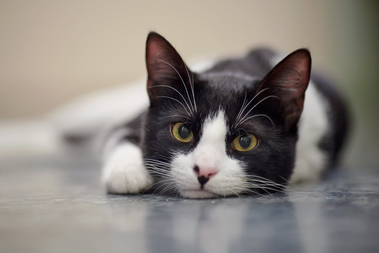 Cat at her emergency surgery in Tucson