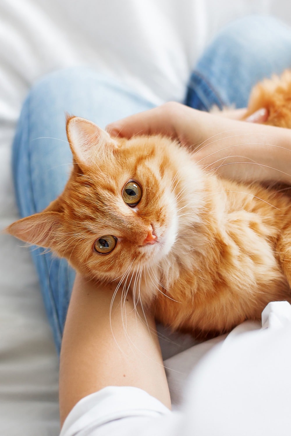 Cat in need of an urgent surgery in Tucson AZ