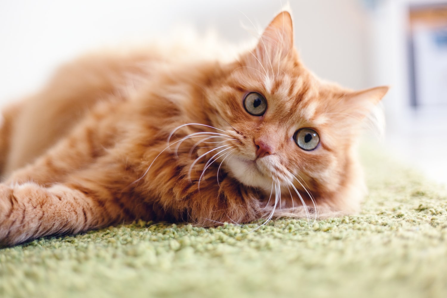 Cat at home after parasite prevention