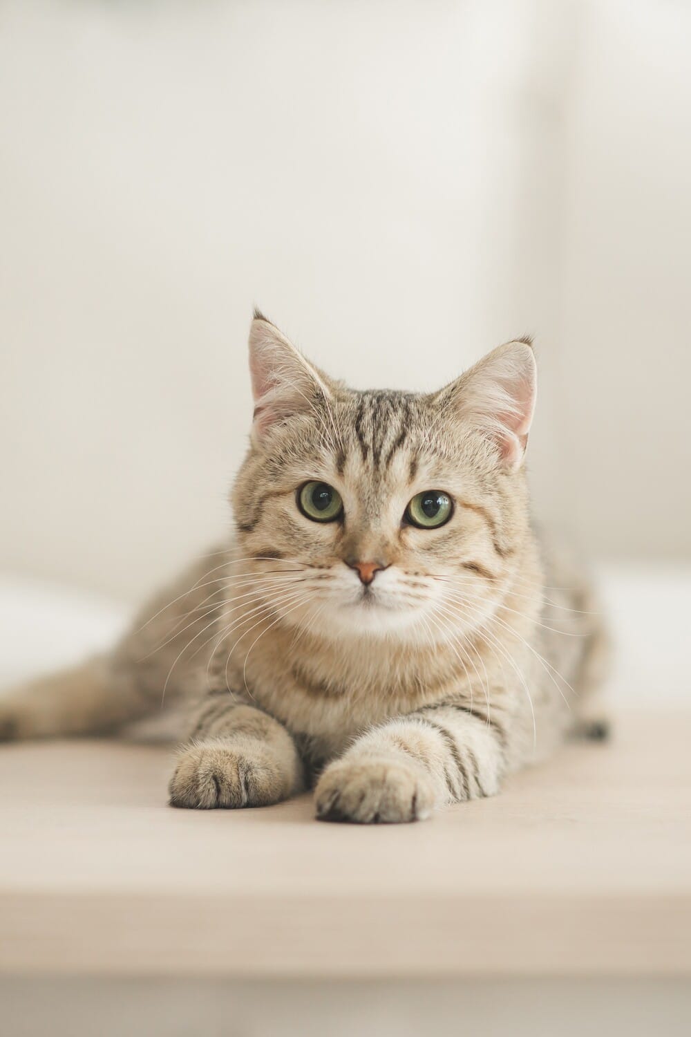 Cat is now parasite free at a prevention appointment with Dr. Westmoreland