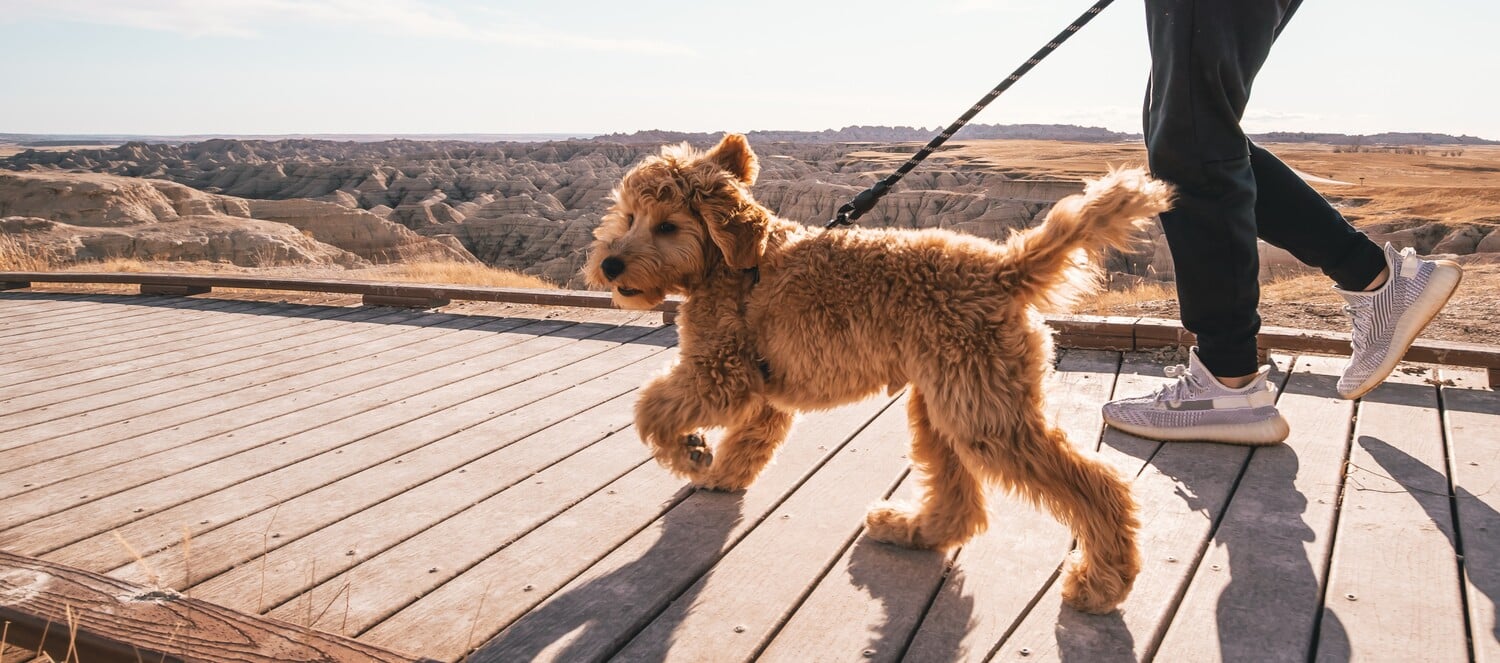 Dog goes for a walk parasite free after treatment in Tucson AZ