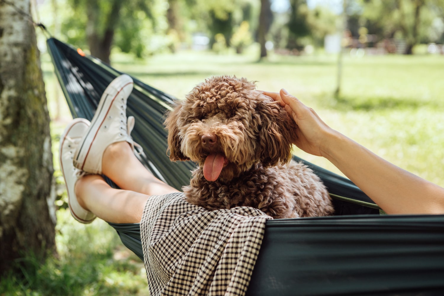 Dog in a hammock healthy after a pet surgery in Tucson
