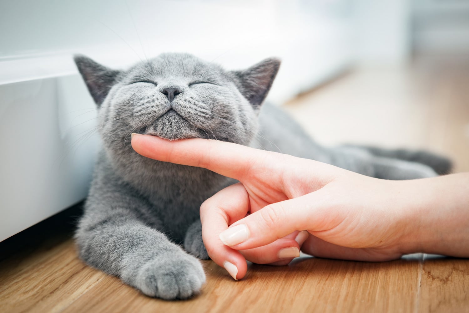 Cat at an advanced veterinary dental appointment in Tucson AZ