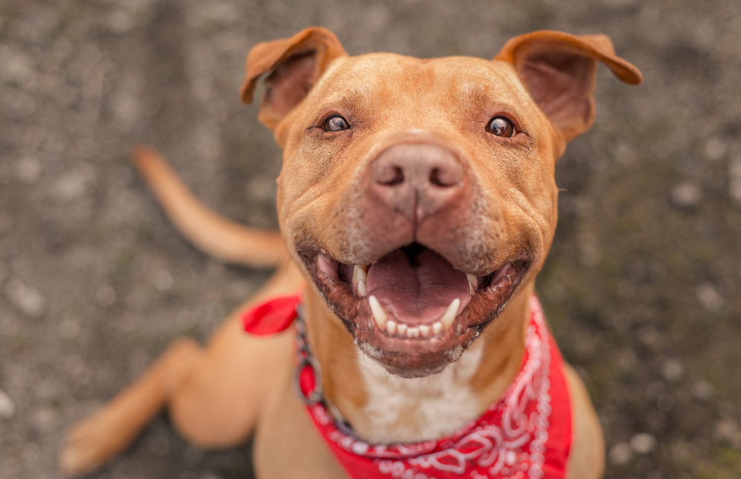 Dog smiles after a dental extraction in Tucson