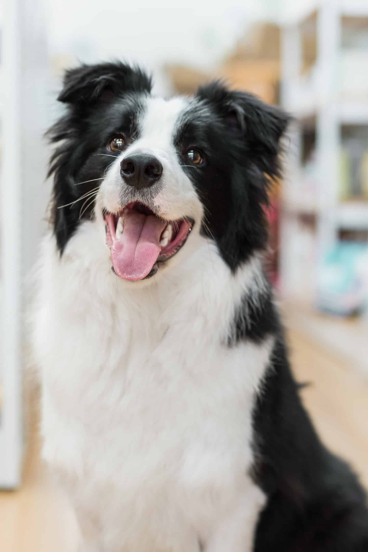Pet smiling with perfect teeth after advanced dental care in Tucson